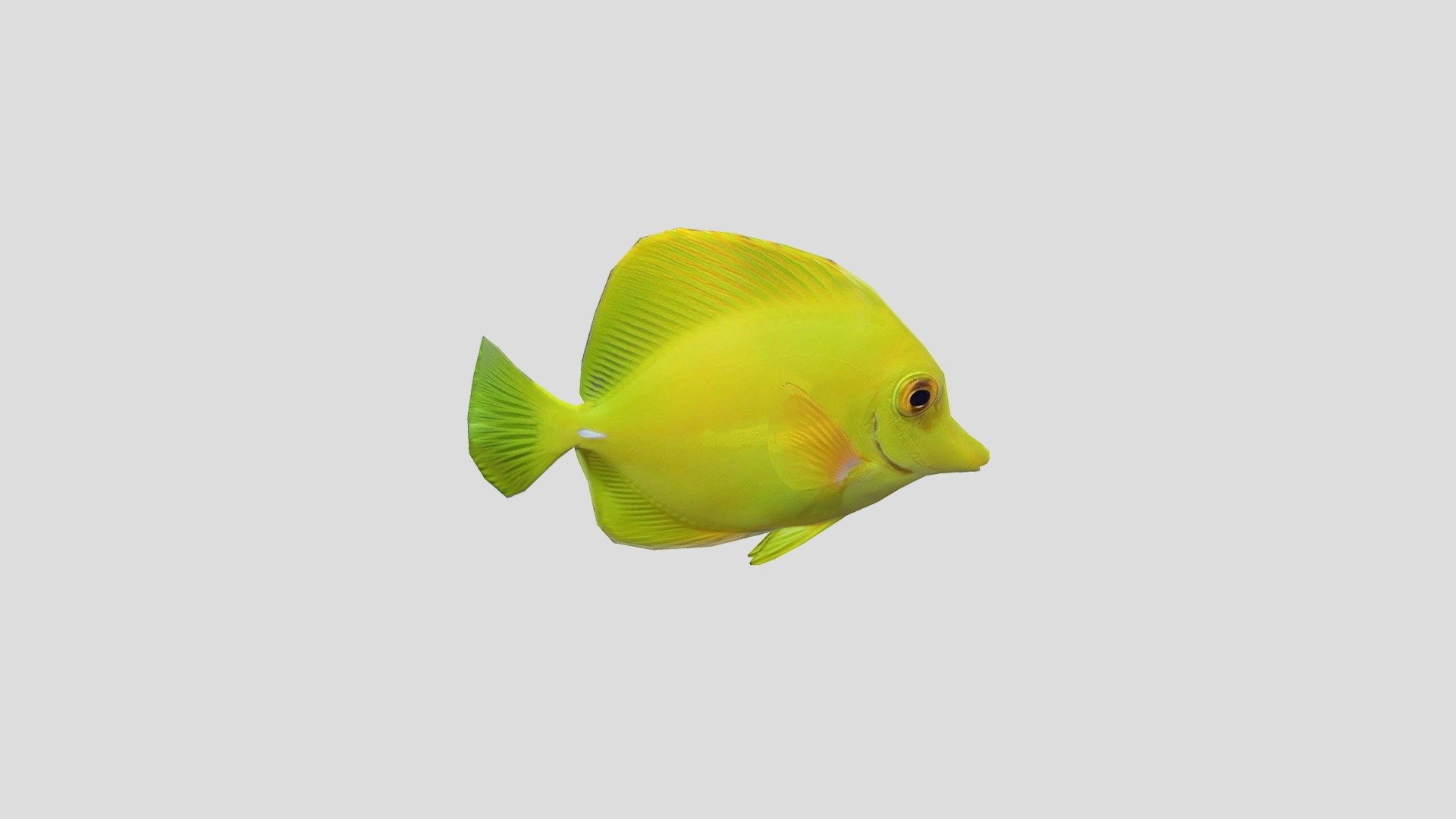 yellow_tang 3D model by sss (dungvo1.2804) [7c80908] Sketchfab