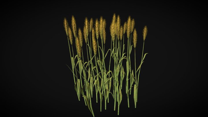 Wheat 3D Model
