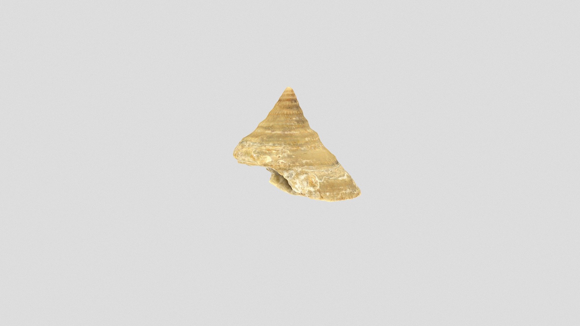 Pleurotomaria