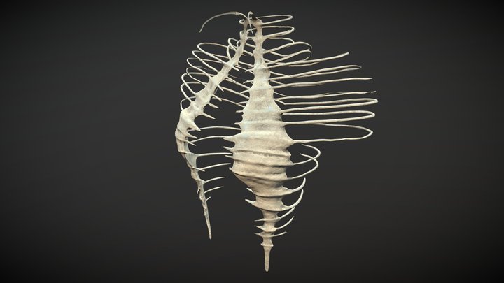 Female Bone Top 3D Model