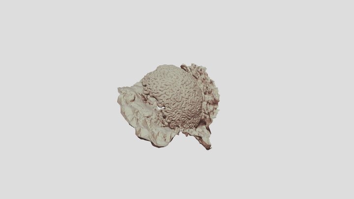 Lobophyllia 3D Model