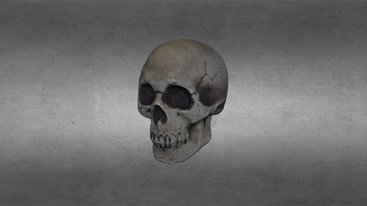 Plastic skull 3D Model