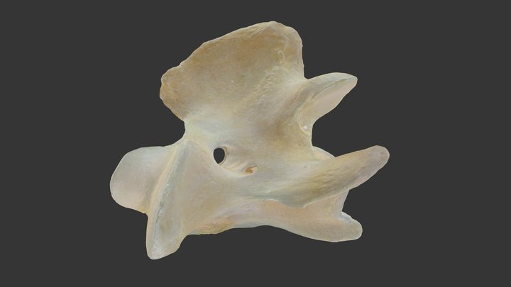 Bovino: Axis (C2) 3D Model