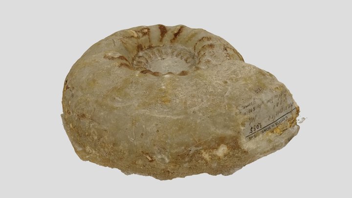 Ammonite from UNCIAM lab 3D Model