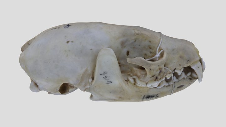 UWYMV:Mamm:6742, Pekania pennanti, Skull – Gratis 3D-model STL