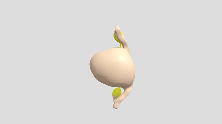 Uterus and fetus 3D Model