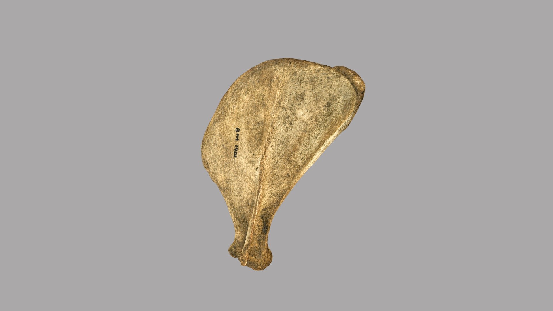 Walrus scapula - 3D model by 4-OCEANS Virtual Reference Collection (@4 ...