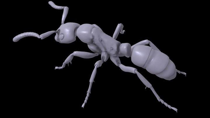 Megaponera_analis – Kostenloses 3D-Modell STL
