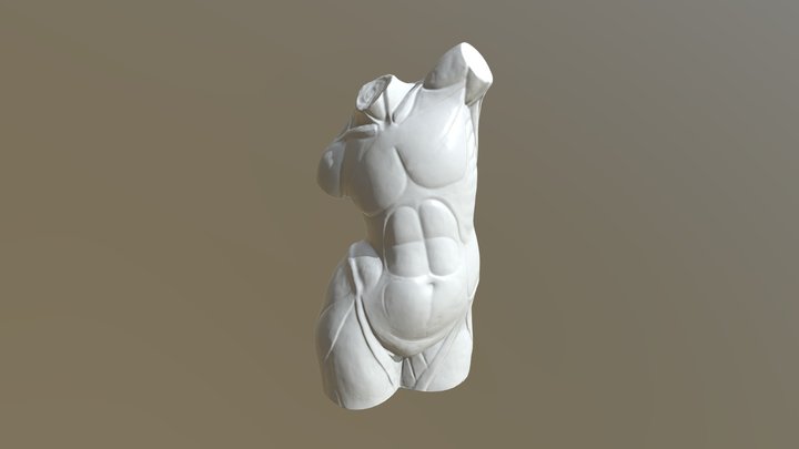 Torso anatomia 3D Model