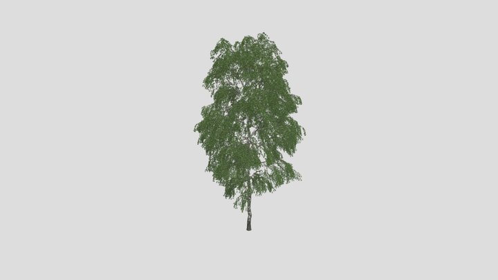 silver birch - 3D model by Jamlu69 [74450e8] - Sketchfab