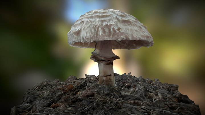 Shaggy Parasol Mushroom (Intermediate) 3D Model