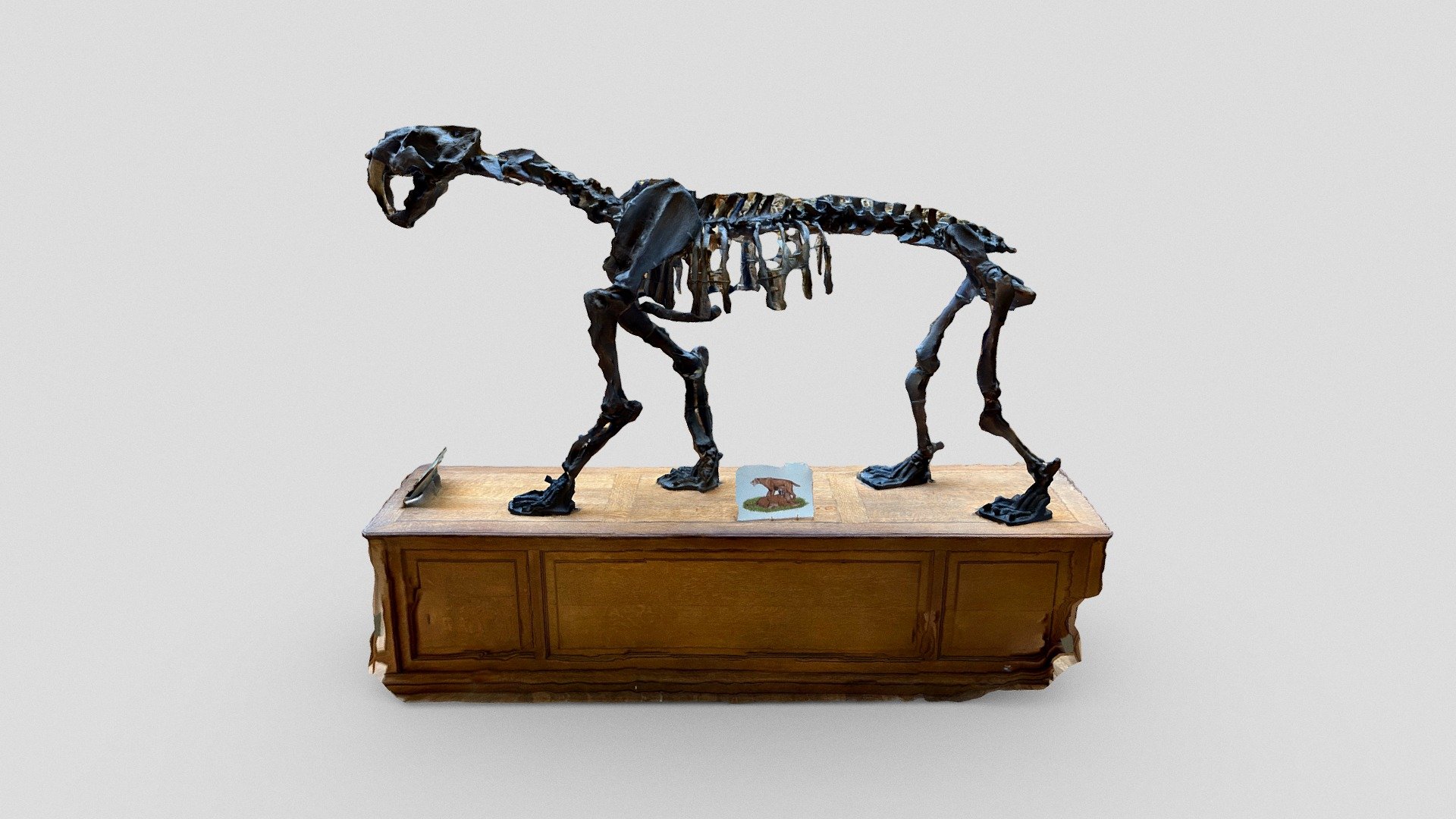 Sabertooth tiger (1)