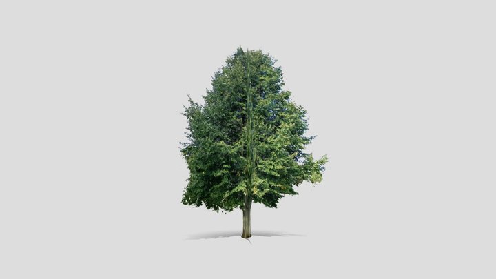 Tree Billboard Test – Free 3D Model STL