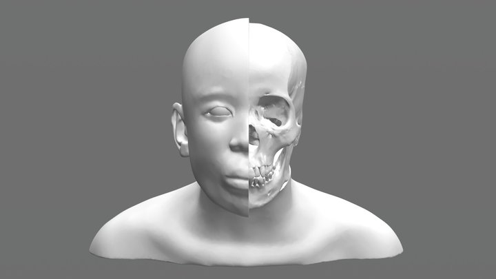Facial Approximation BC-149: Skin Vs. Skull 3D Model