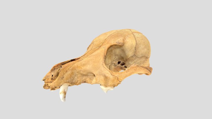 Carrickfergus Museum Small Dog Skull Pre 16th C 3D Model