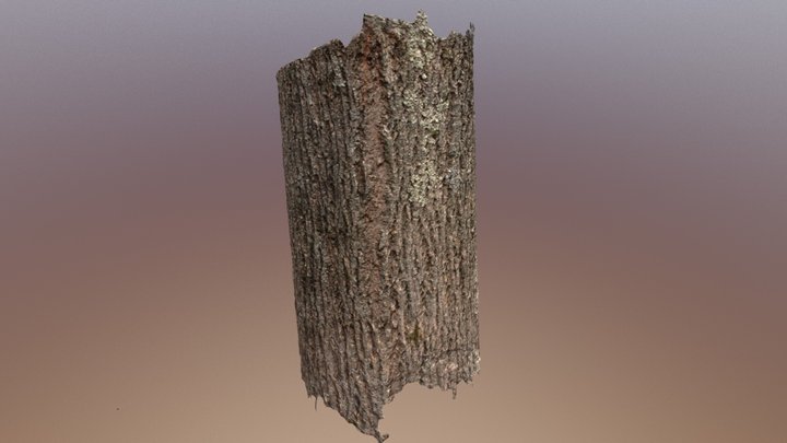 Tree 3D Scan 3D Model