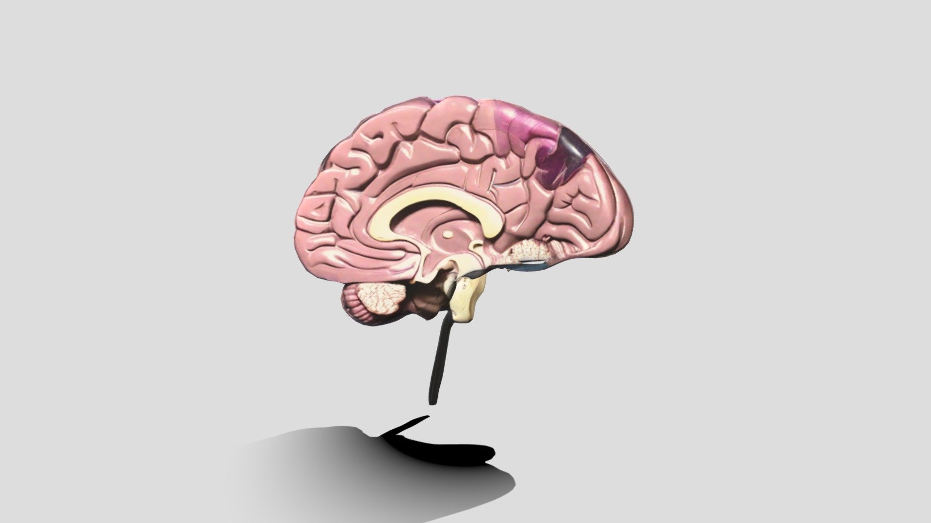 Brain_ Model_0115144214_texture - 3D model by cochito [7cbcf10] - Sketchfab