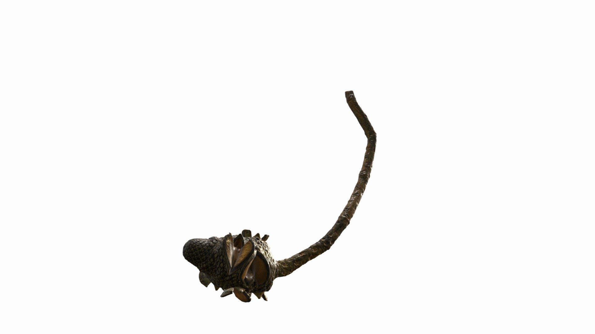Banksia seed pod