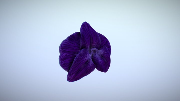 Black Orchid flower 3D Model