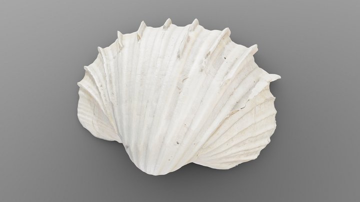Sharp Bivalve Sea Shell 3D Model