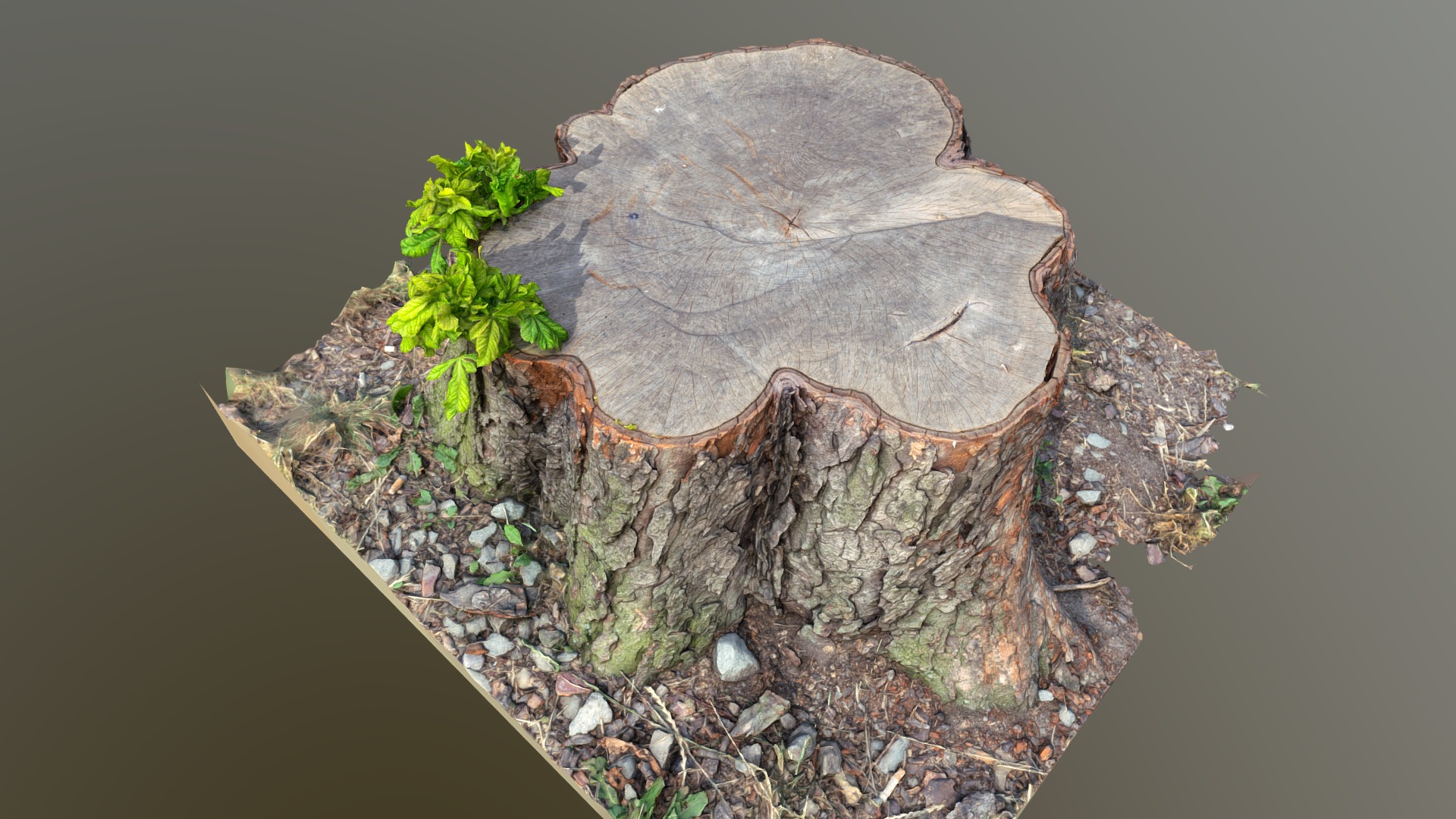 3D model Cut chestnut tree stump - This is a 3D model of the Cut chestnut tree stump. The 3D model is about map.