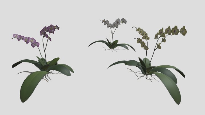 orchid 3D Model
