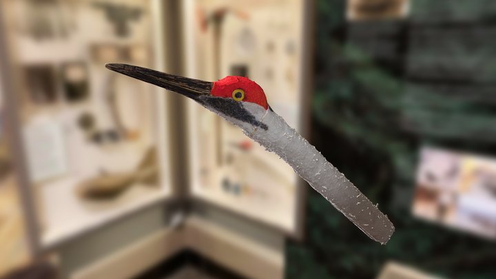 Whooping Crane Feeding Puppet - VT 3D Model
