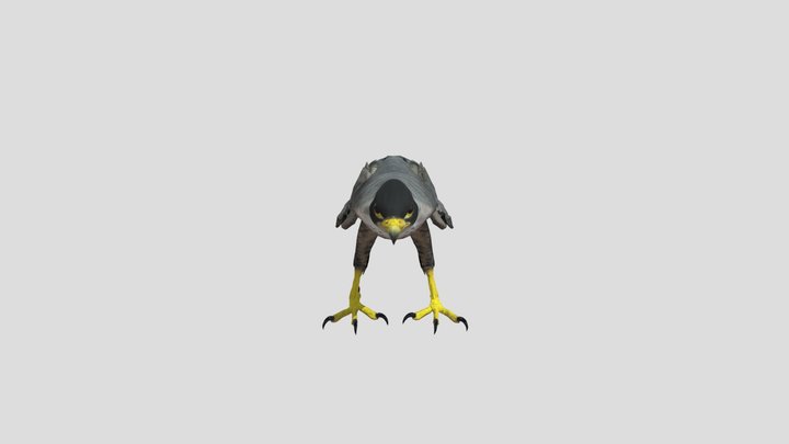 Peregrine Falcon