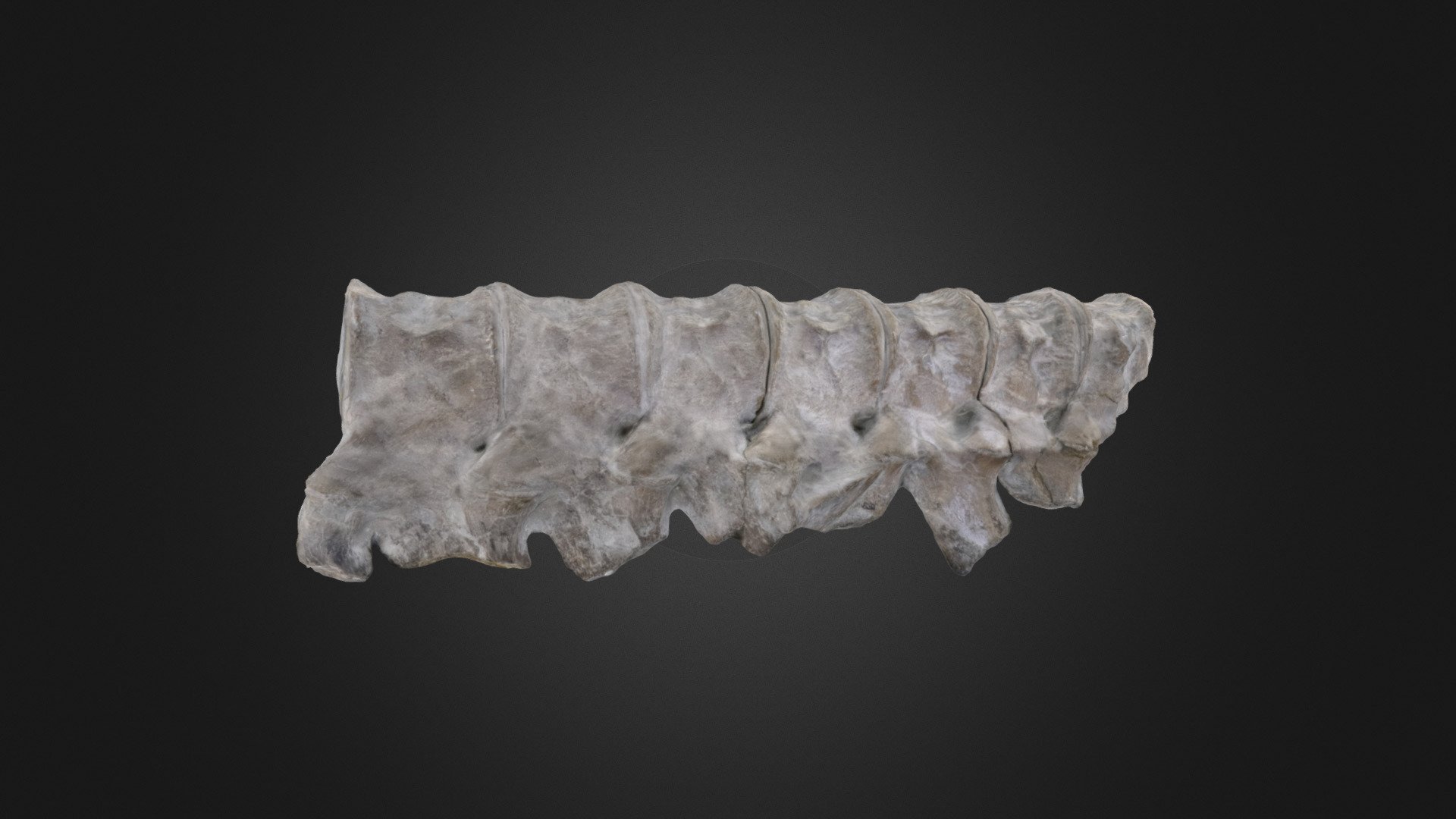 Vertebrate: Plesiosaur vertebrae (PRI 50485)
