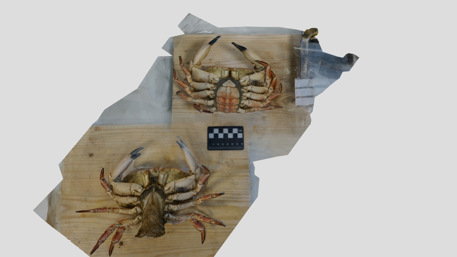 Crab3