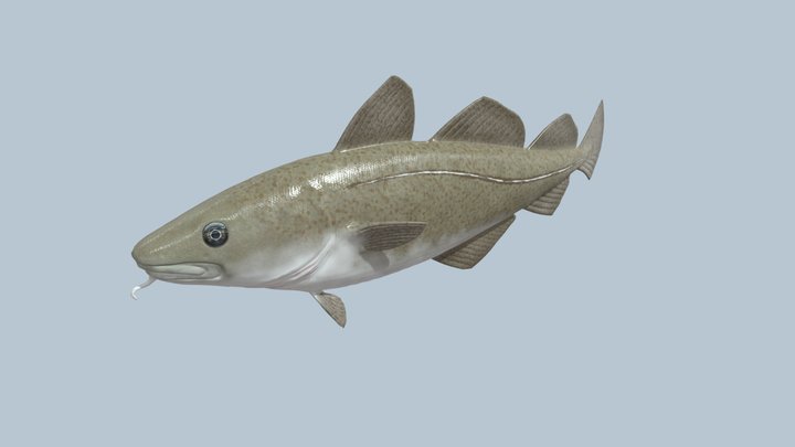 Cod fish model 3D Model