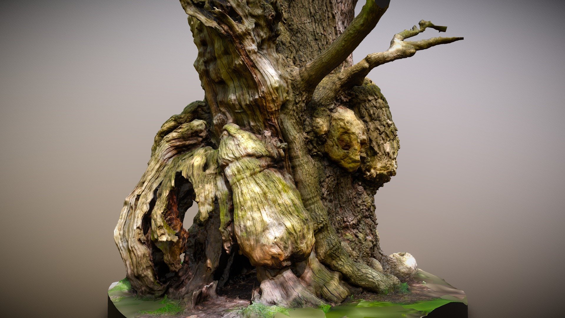 Calke Park Tree