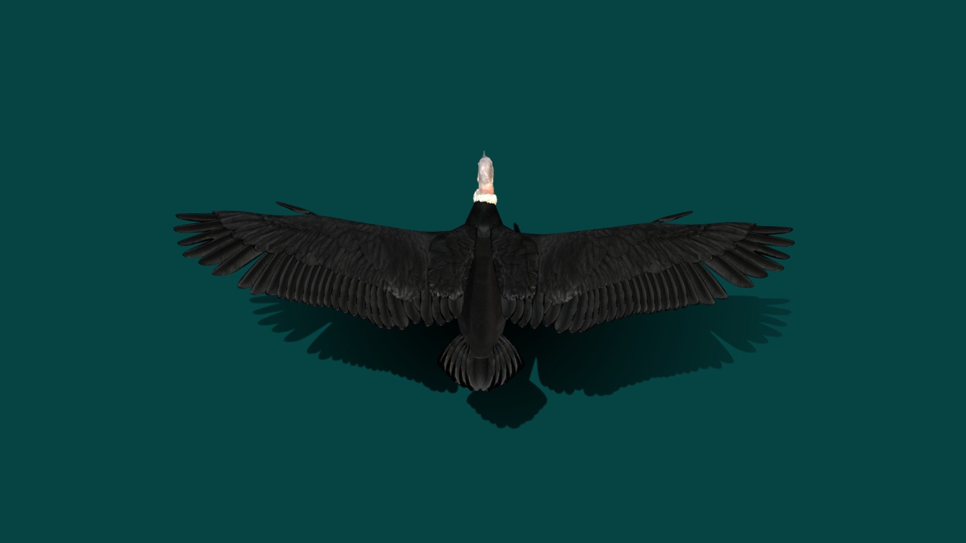 Andean Condor Test v2 - 3D model by Nyilonelycompany [7cd14fd] - Sketchfab