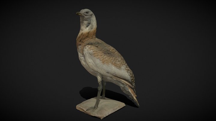 Dropie 3D Model