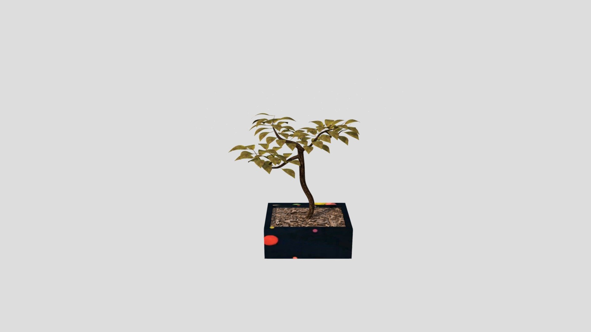 Plant