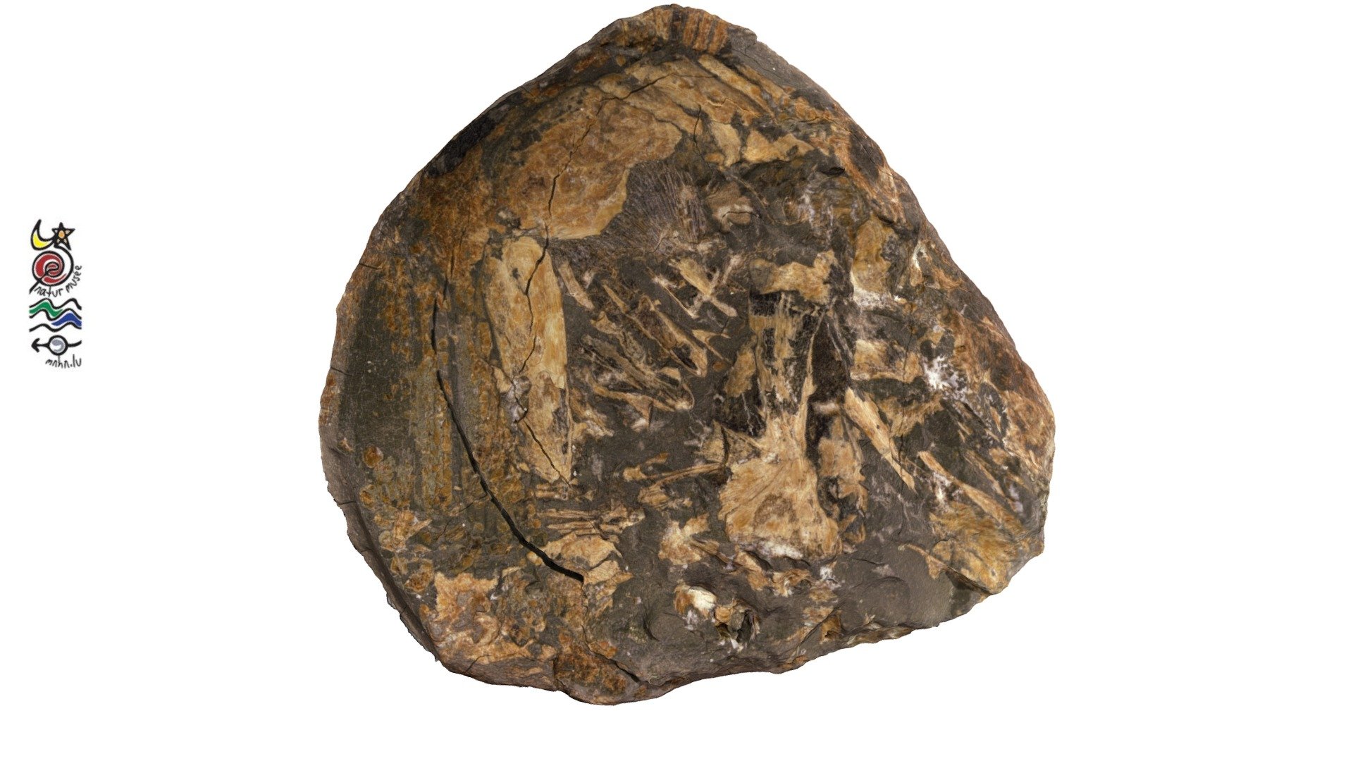 Fossil fish TV283
