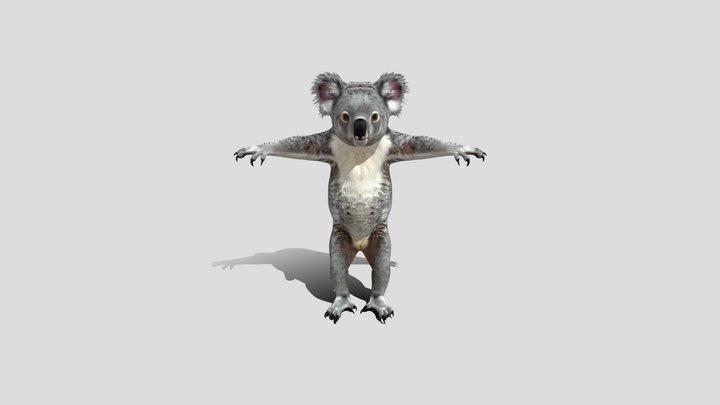 T-Pose Koala 3d model free
