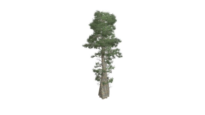 Bald Cypress Tree #05 3D Model
