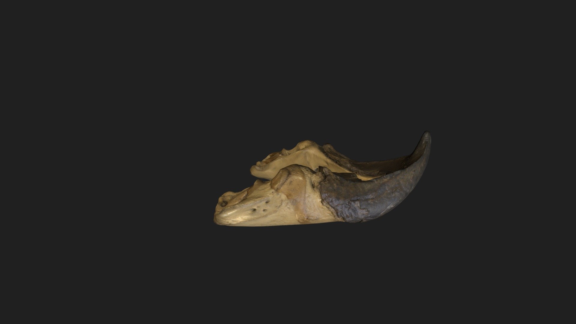 Alligator snapping turtle jaw - 3D model by Blackburn Lab (@ufherps ...