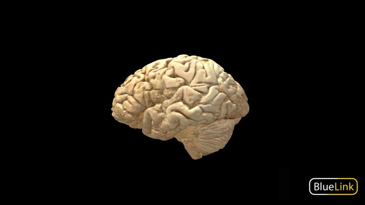 Brain - Whole, Labeled 3D Model