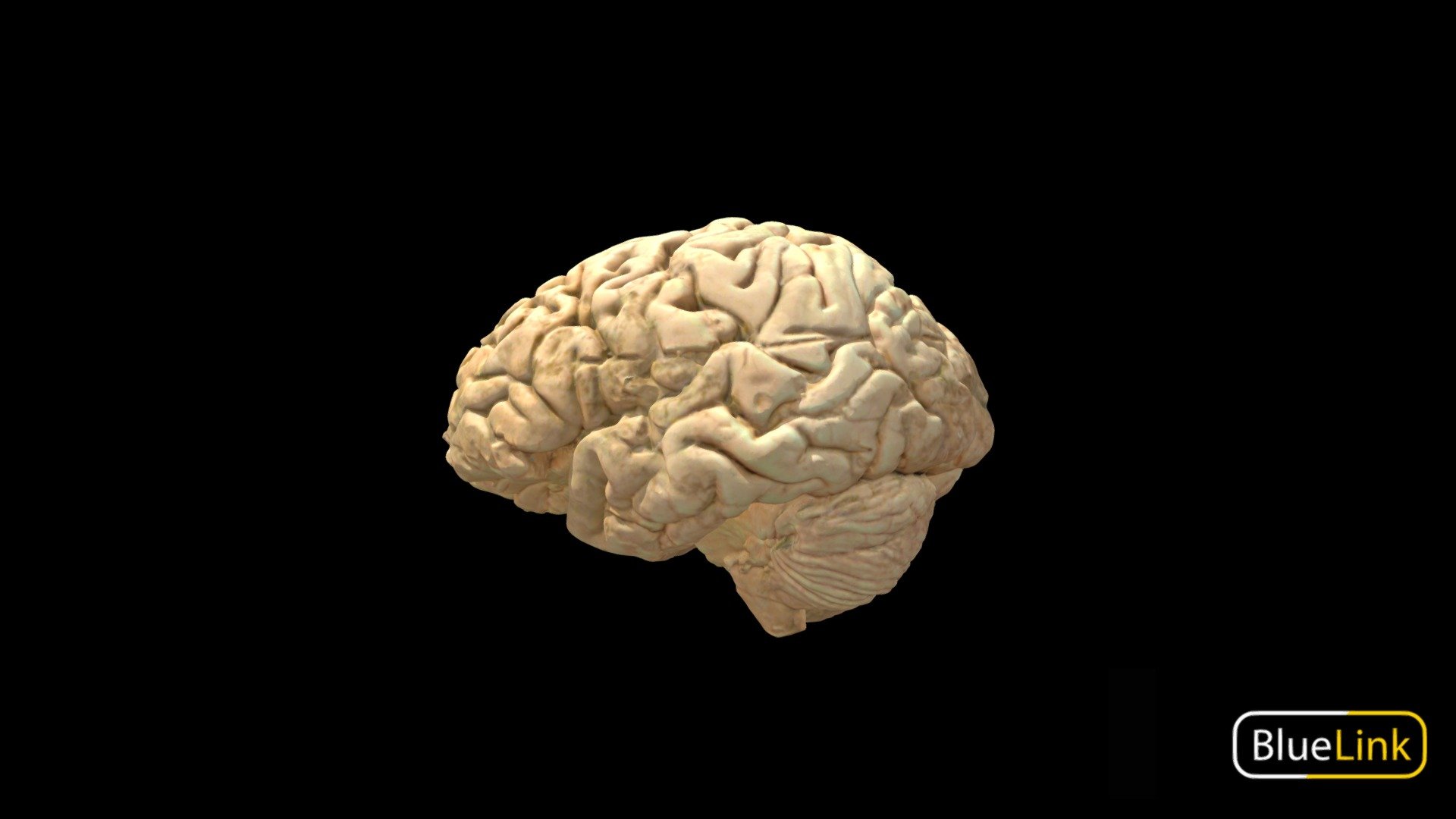 Brain - Whole, Labeled - Download Free 3D model by Bluelink Anatomy
