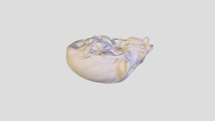 Saimiri sp_ Skull 3D Model