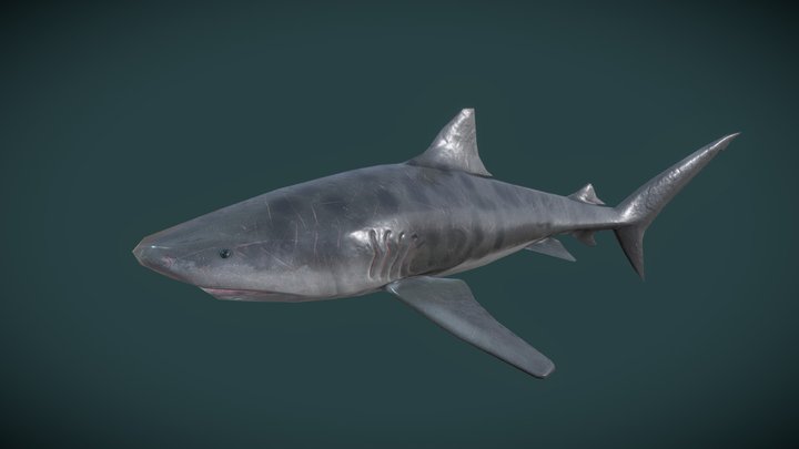 Tiger Shark - 3D model by hydrogsm4016 [7cebbb1] - Sketchfab