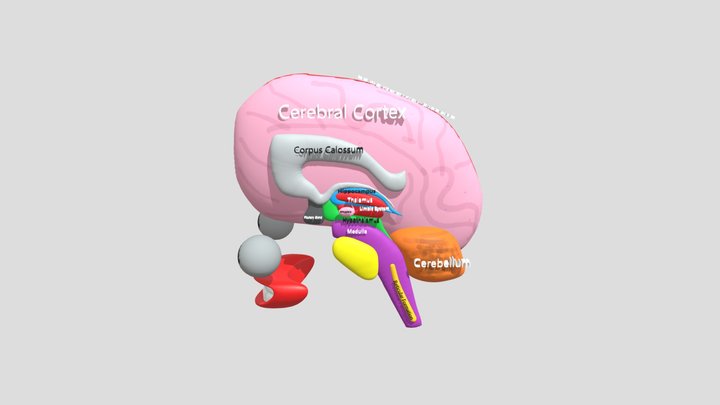 Brain 3D Model