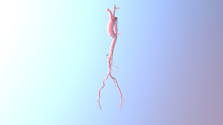 aorta reconstruction 3D Model