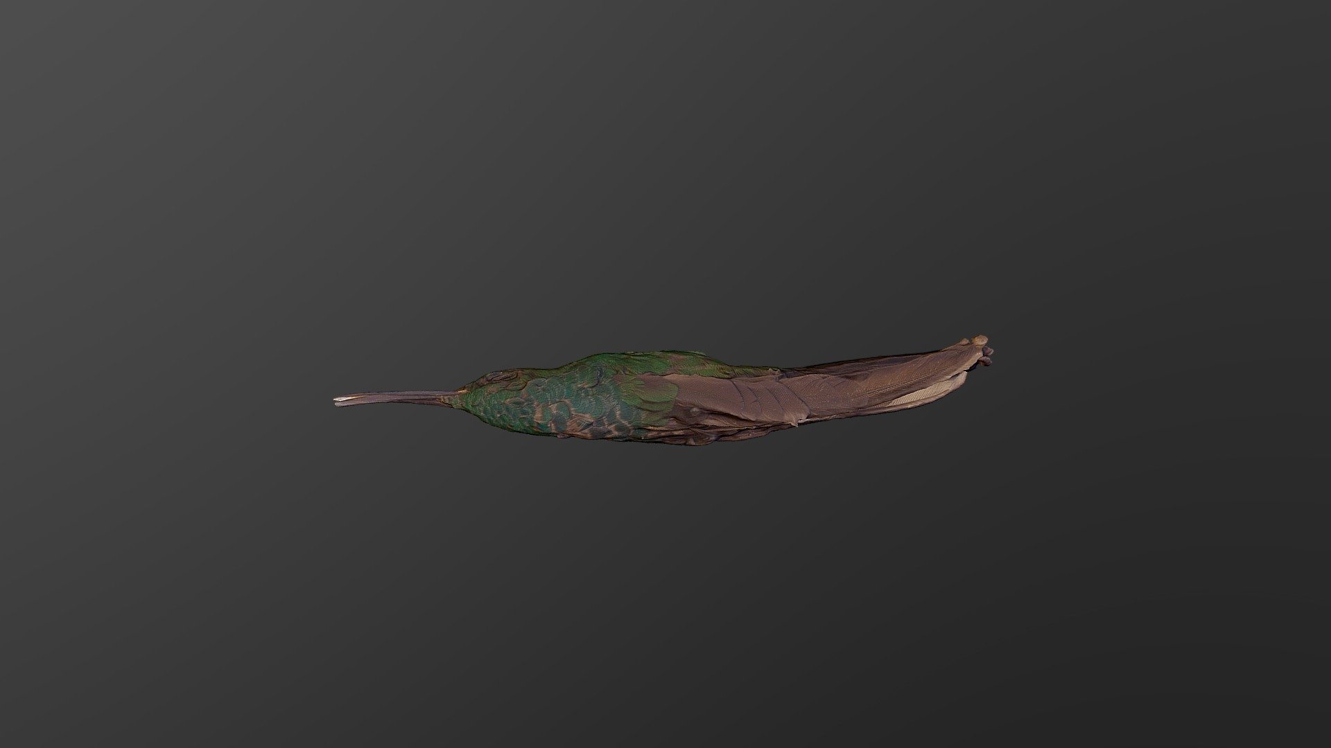 White-vented Plumeleteer - Chalybura buffonii