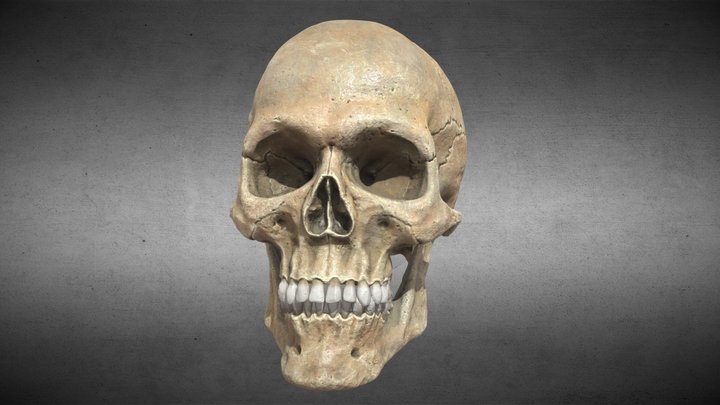 Anatomic  European Human Male Skull 3D Model