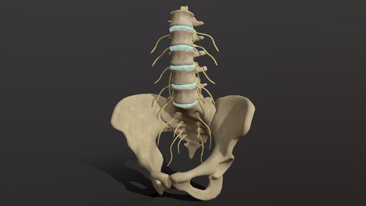 Spine 3D Model