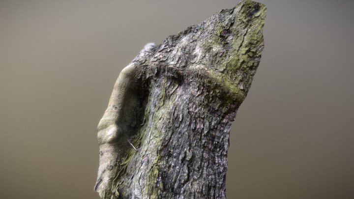 Olive tree bark - 3D Scan 3D Model