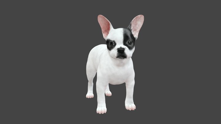 French Puppy 3D Model